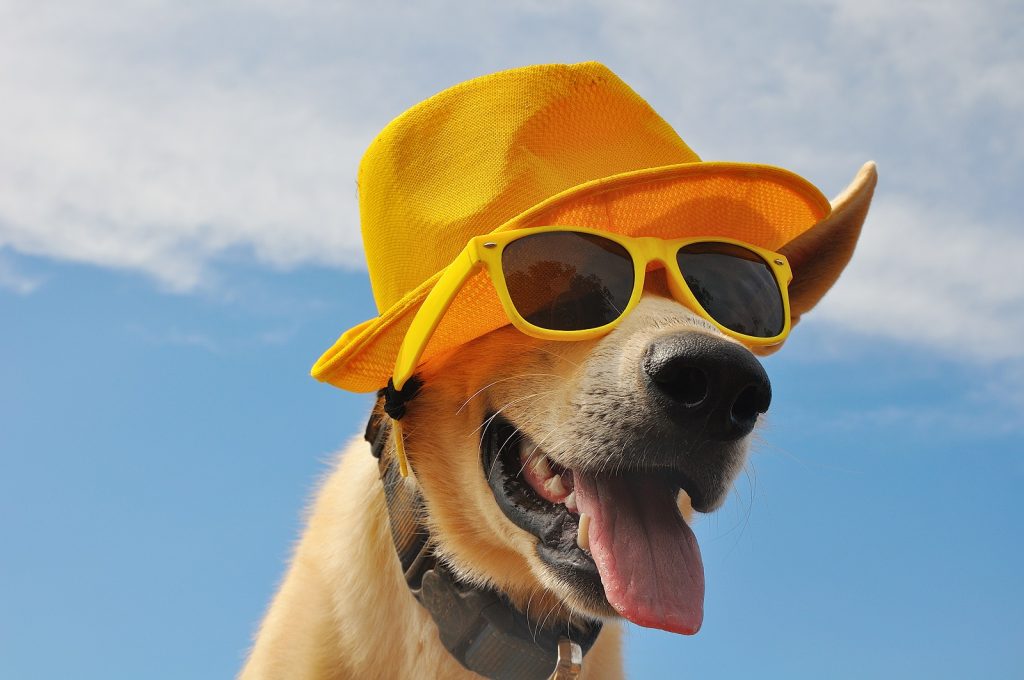 Pet Waste Removal Service for AirBNB and Short Term Rentals in Harrisonburg VA: reliable service between stays to optimize guest experience.