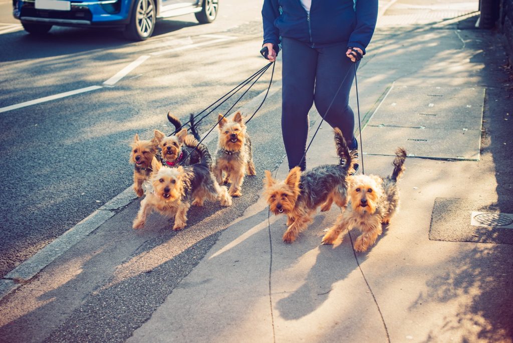Dog Waste Cleanup for Doggy Daycares and Pet Boarding Facilities in Harrisonburg VA: poop cleanup plans for high volume pet care facilities.