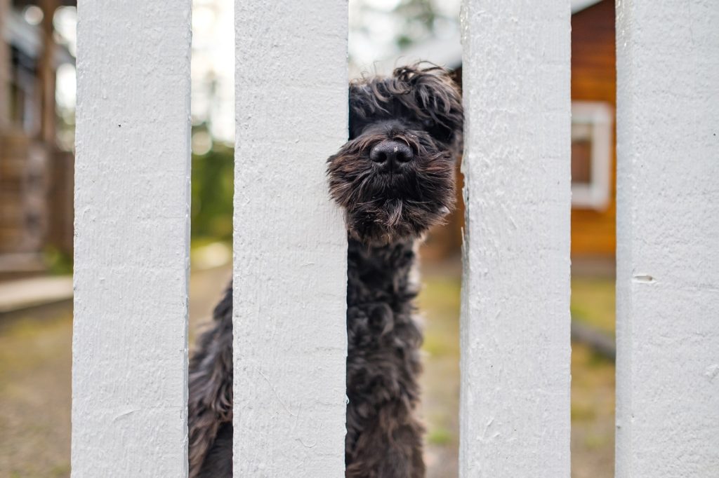 Pet Waste Removal Service for Landlords with Pet Friendly Rentals in Harrisonburg VA: keep tenant yards and shared spaces pet waste free