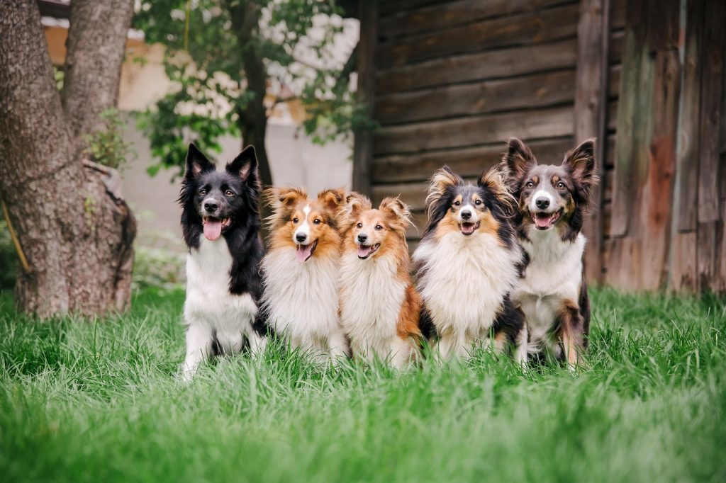 Pet Waste Removal Service for Multi Dog Households in Harrisonburg VA: more dogs, more doo. We'll visit your yard more often to keep it clean.
