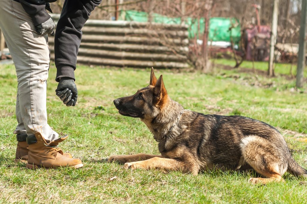 Pet Waste Removal Service for Dog Trainers and Behavior Specialists in Harrisonburg VA: professional cleanup support for trainers.