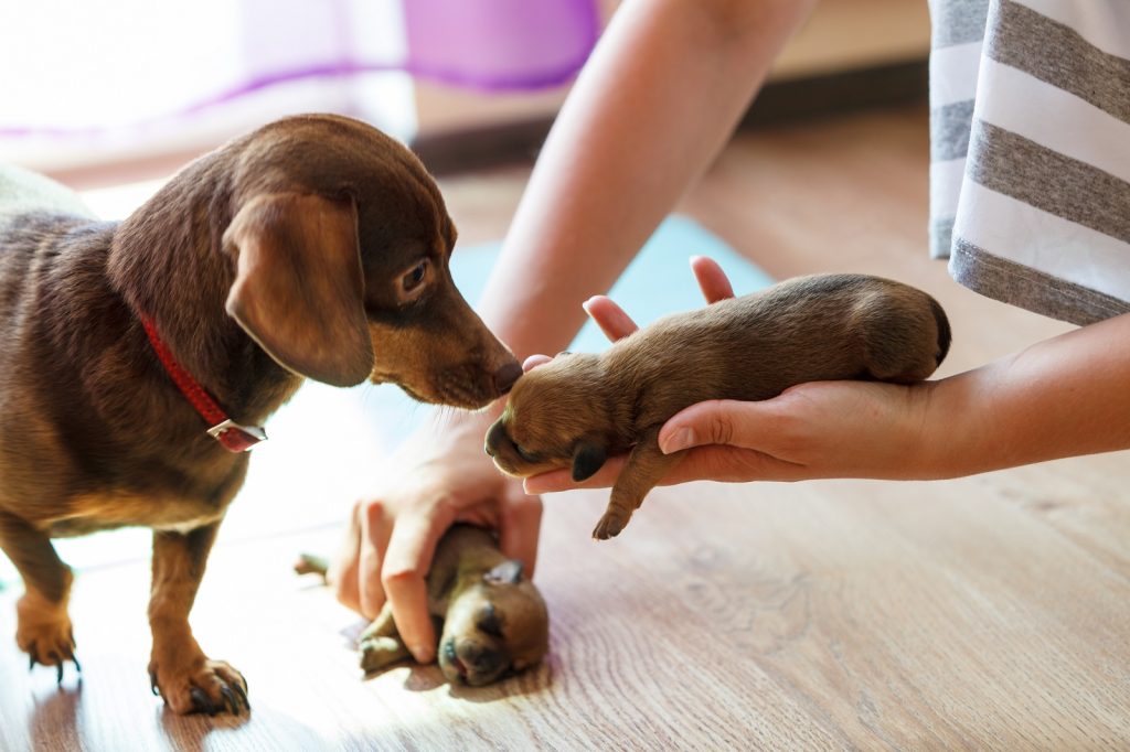 Pet Waste Removal Services for New Pet Owners in Harrisonburg VA: New puppy? No problem! We keep your yard fresh while they learn.