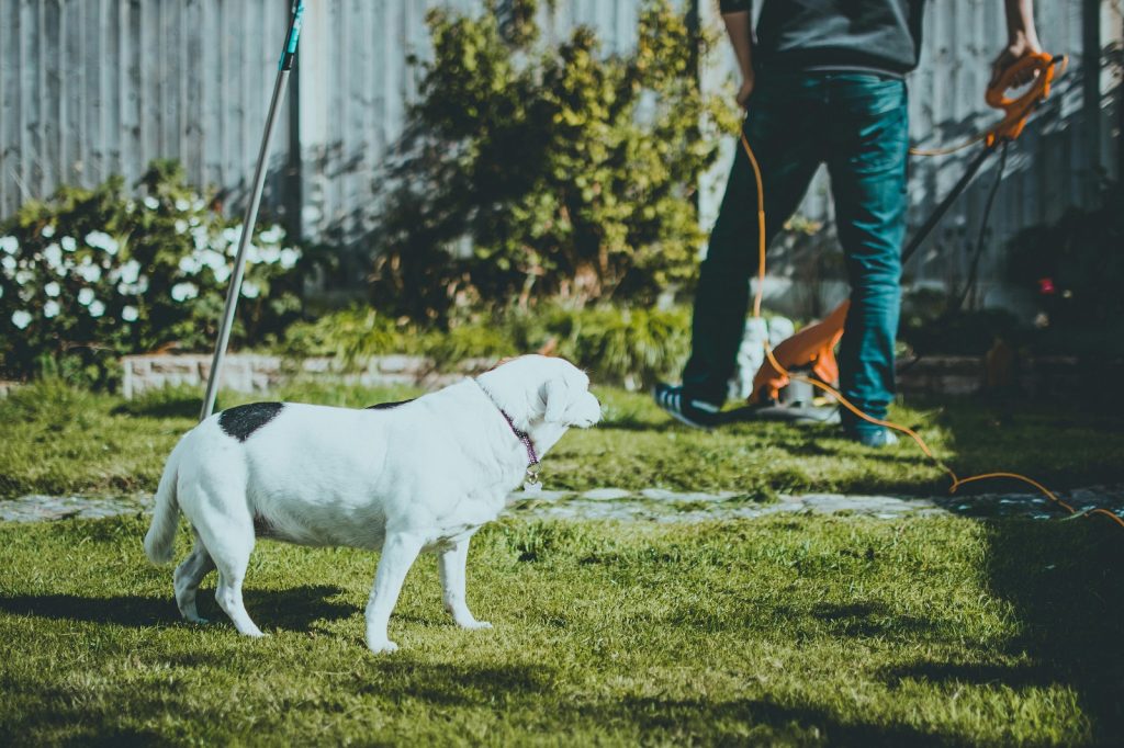 Pet Waste Removal Service for Yard Maintenance and Lawncare in Harrisonburg VA: make landscaping easier with our pet waste removal service.
