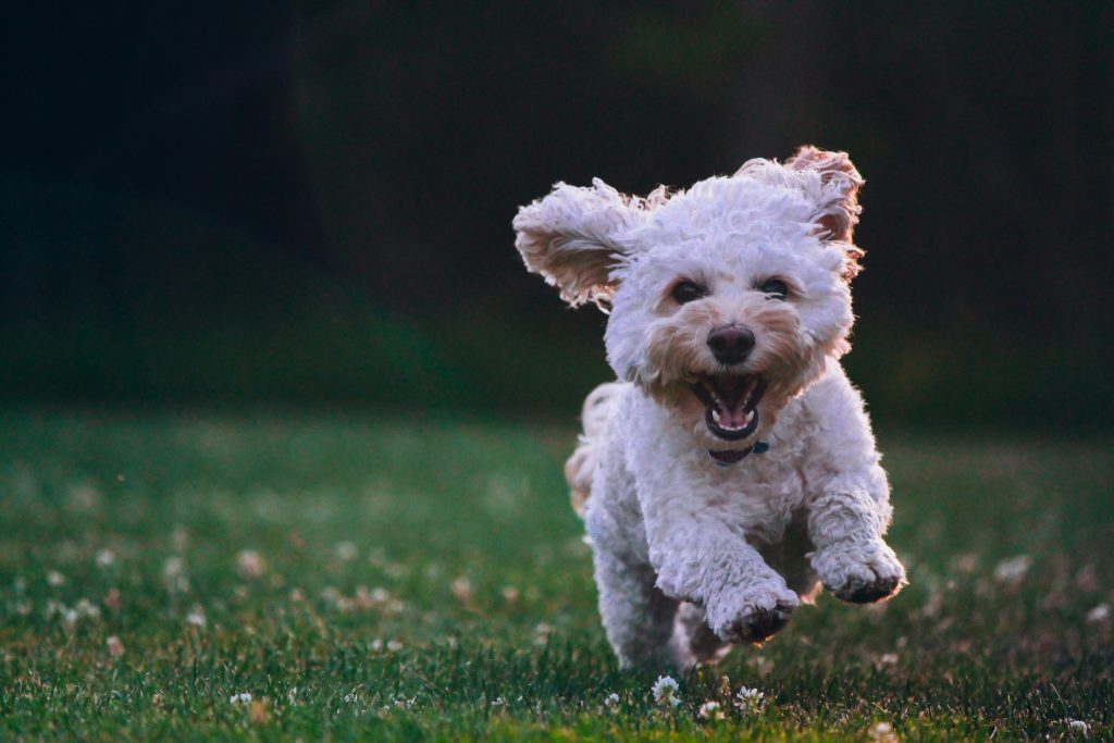 Dog running through a grassy field