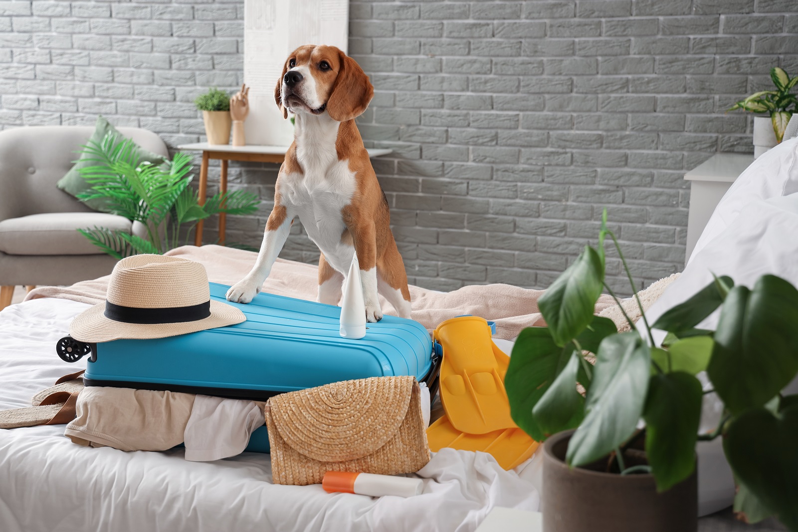 Beagle at an airbnb