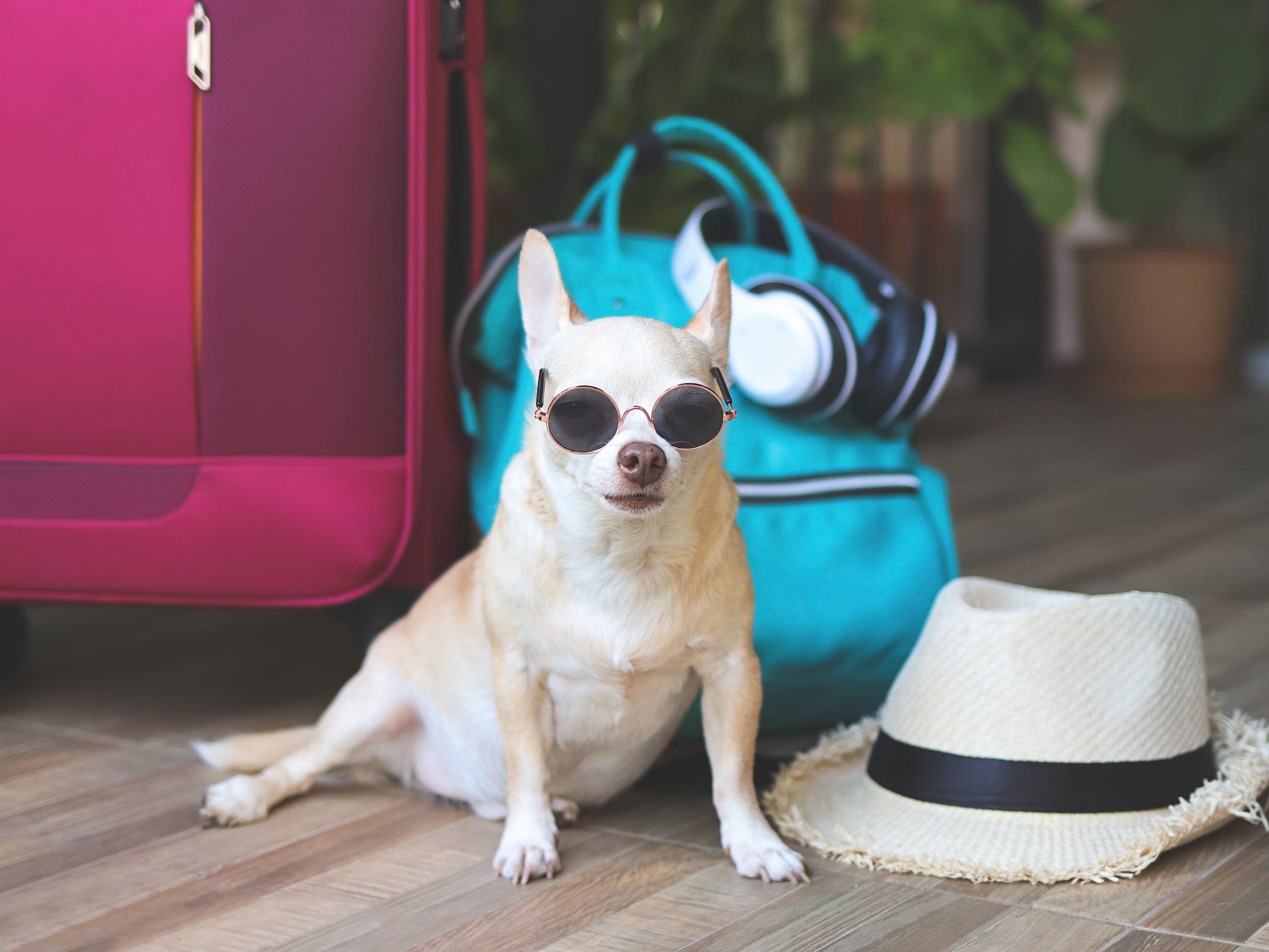 Chihuahua at an airbnb