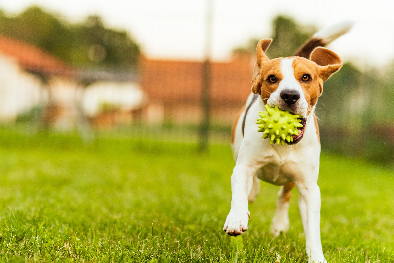 Beagle running with ball outside apartment