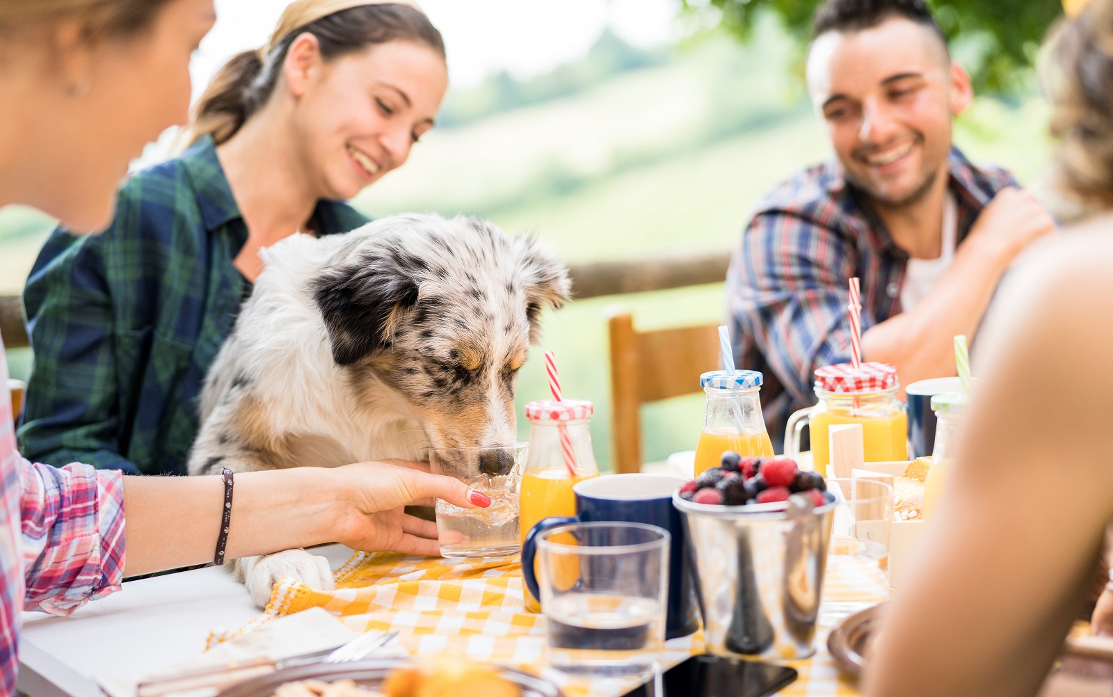Dog drinking lemonade out of a glass at a picnic