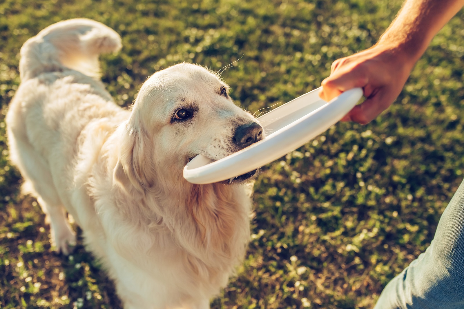 Man with white labrador with a frisbee in its mouth