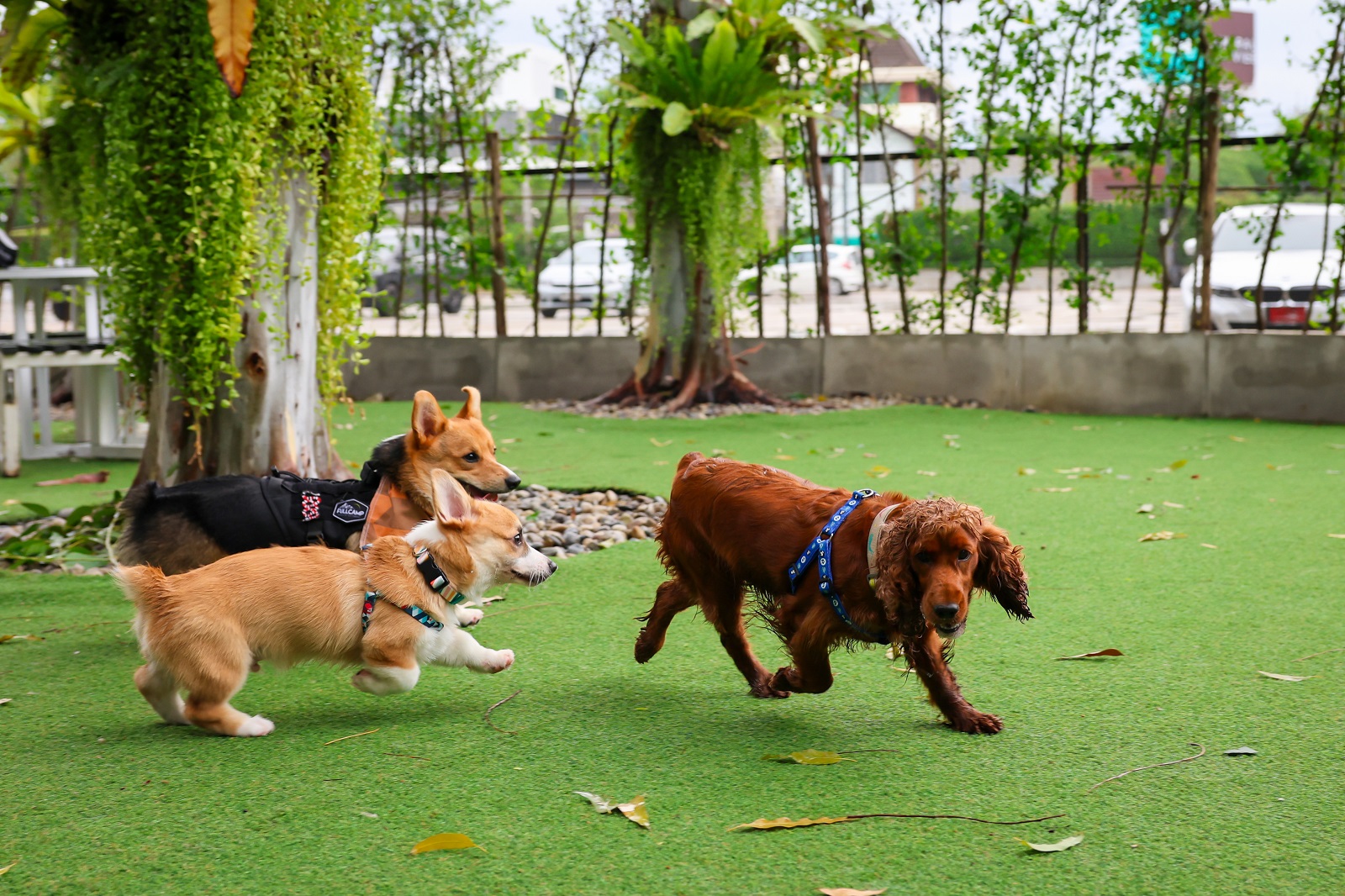 Dogs at doggy day care