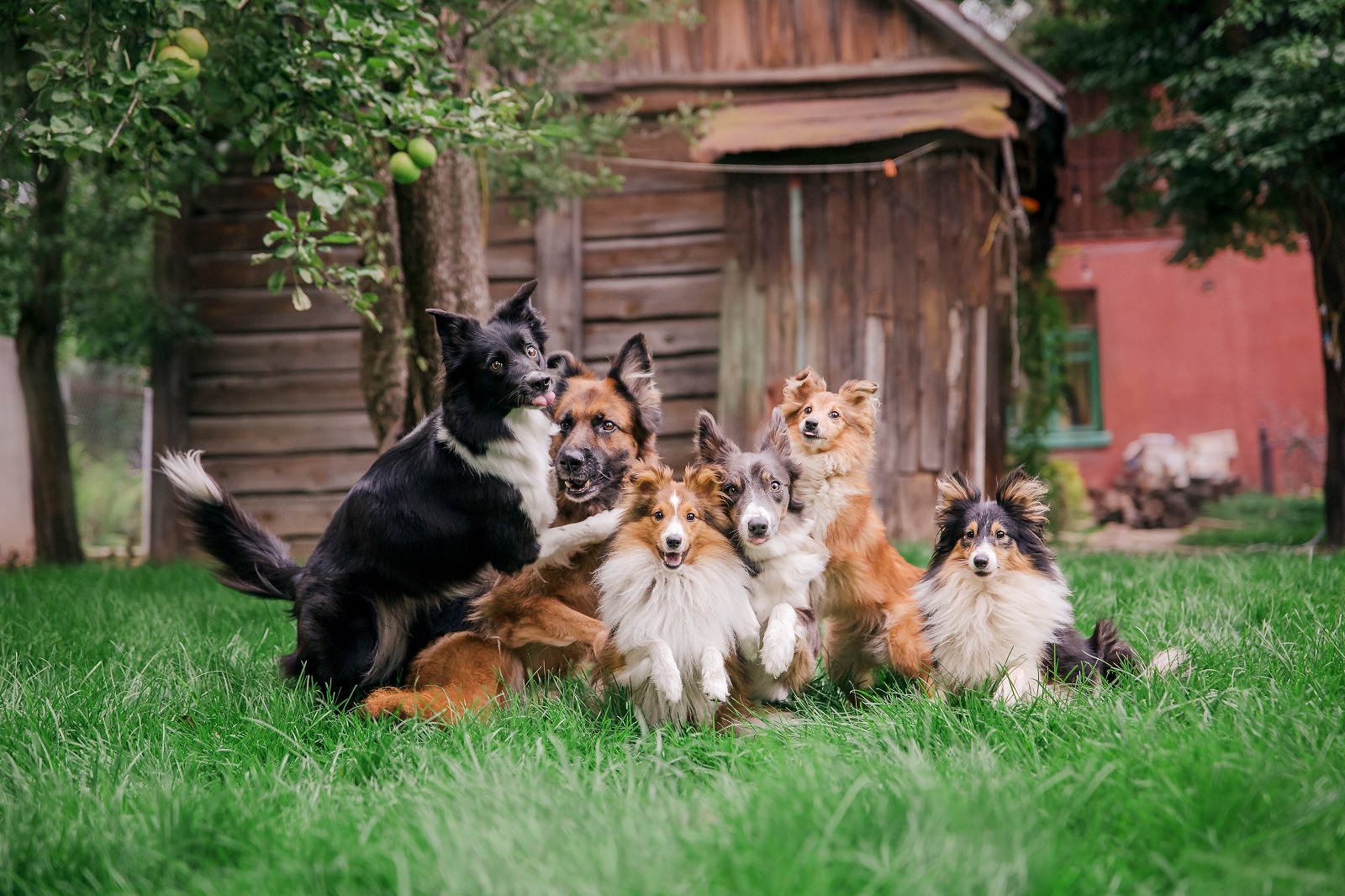 Group of dogs playing at a doggy daycare