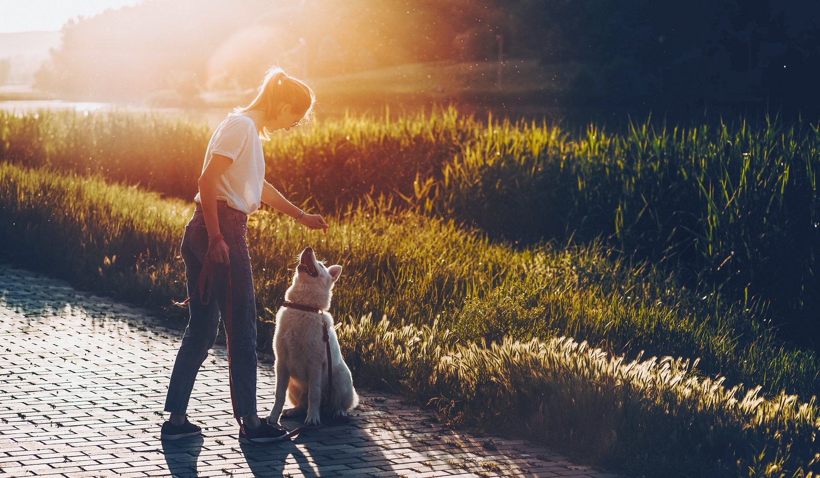 Dog with woman in park