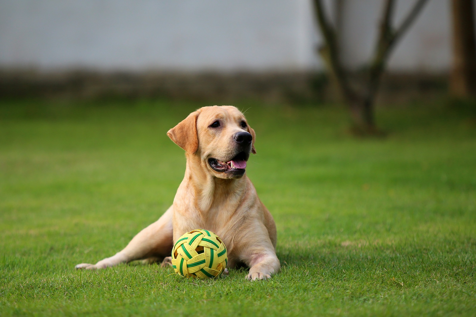 Yellow labrador on vacation with a ball