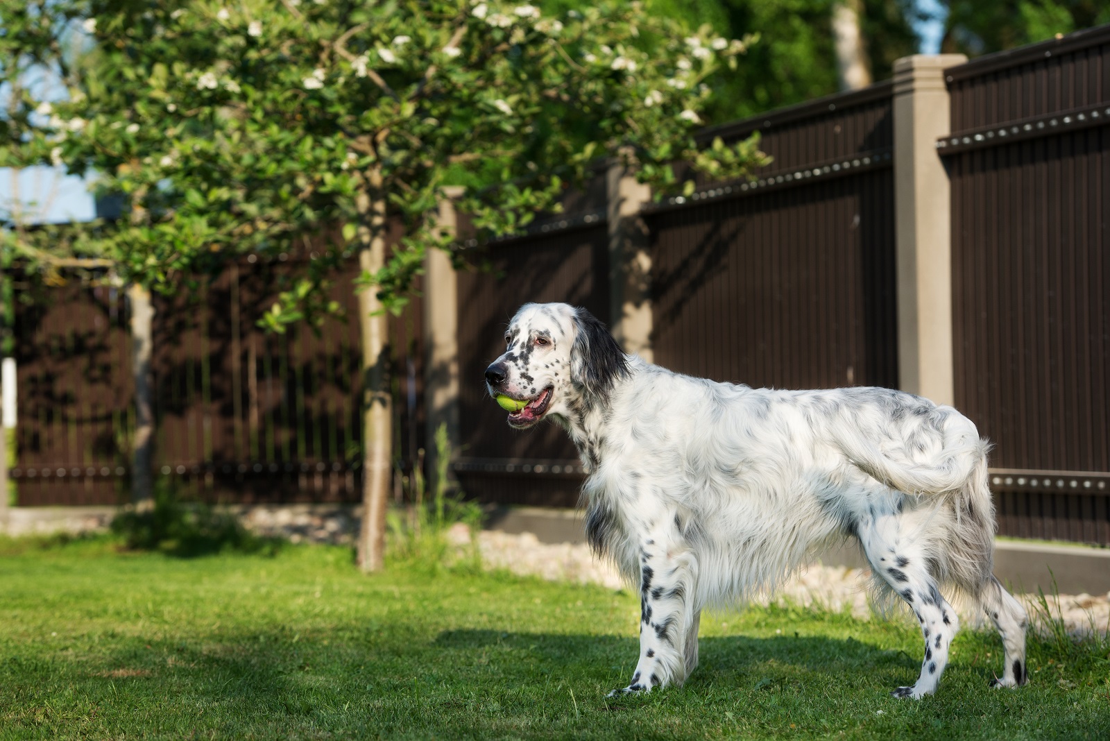 English Setter on Vacation With Tennis Ball
