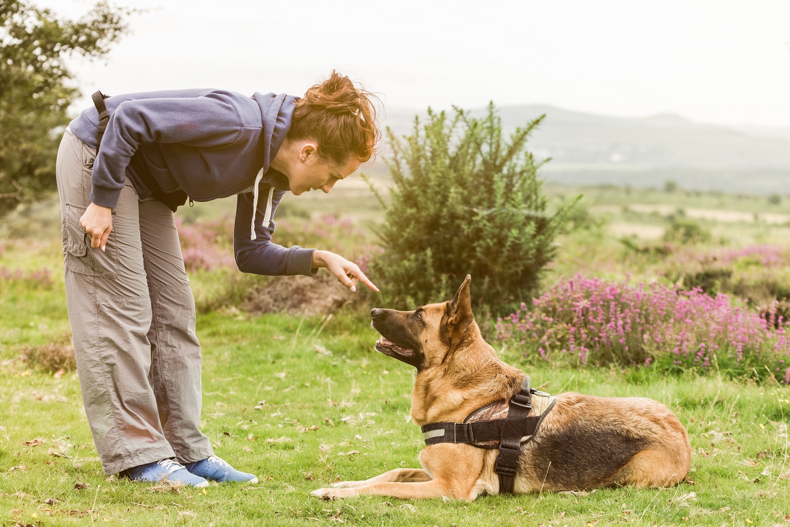 Dog trainer working with german shepherd