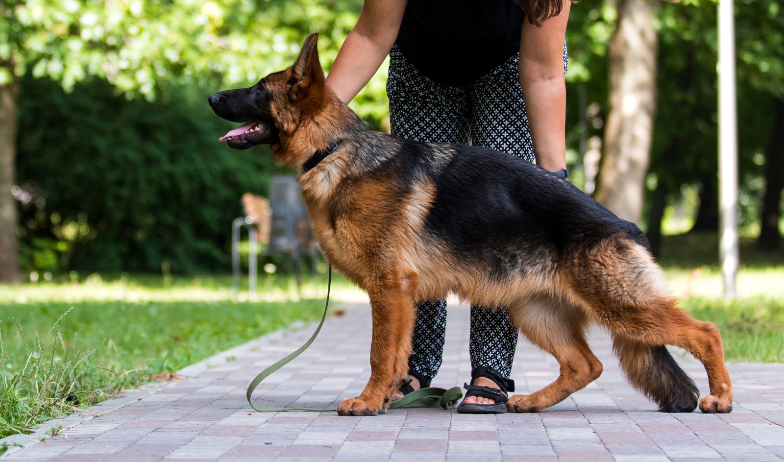 German shepherd in a dog training session