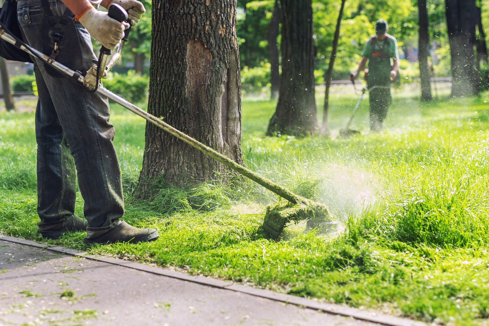 Landscapers trimming yard with weed eaters