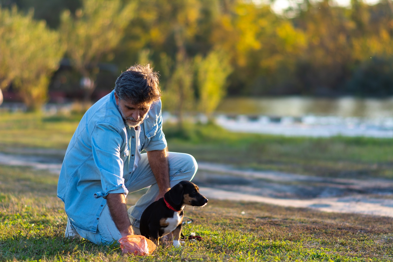 Senior man picking up dog poop from the lawn at the public park