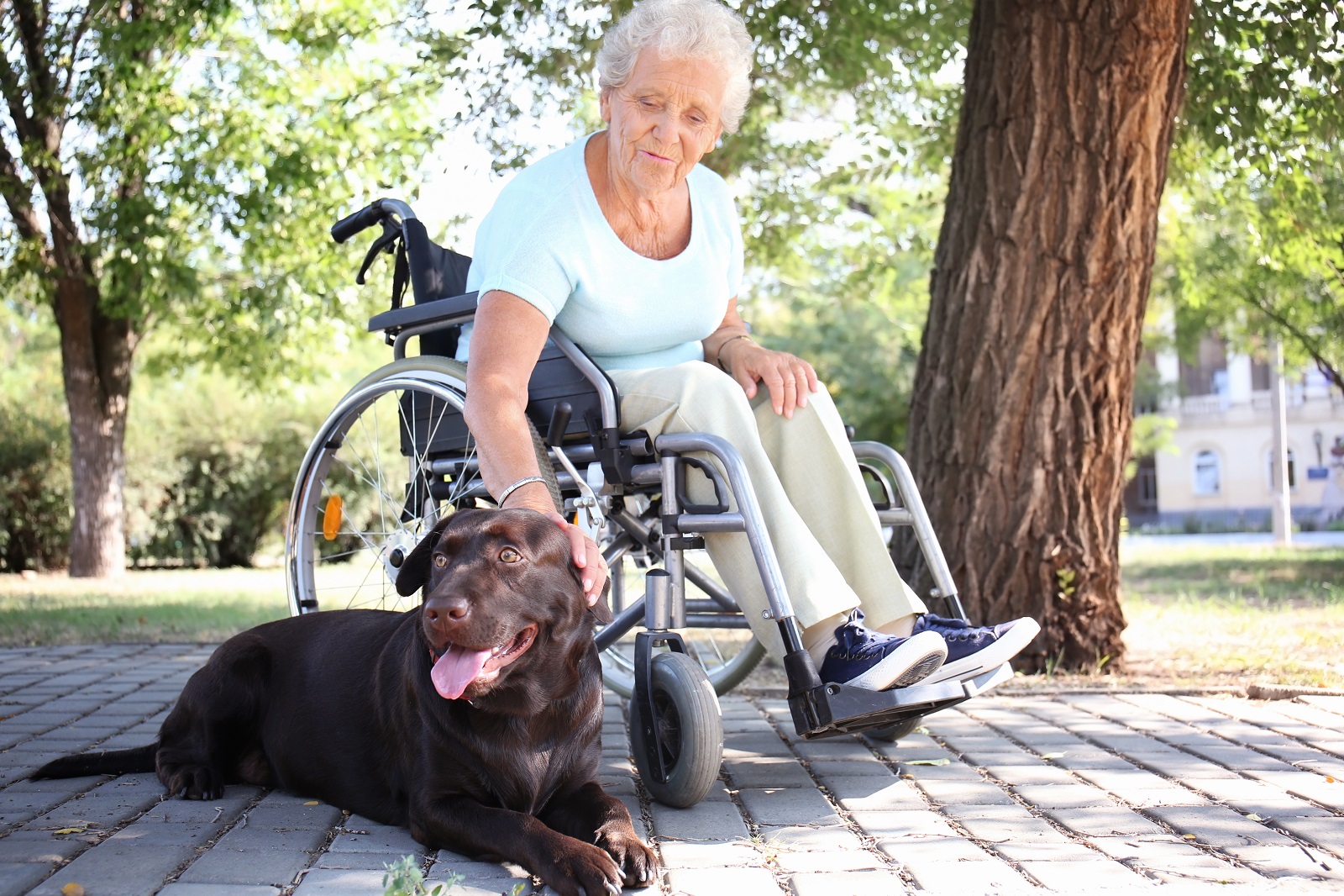 Senior citizen in wheelchair outdoors with chocolate lab