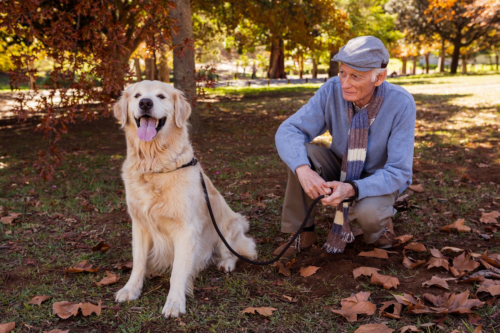 Senior citizen crouching in the park with a golden retriever on a leash